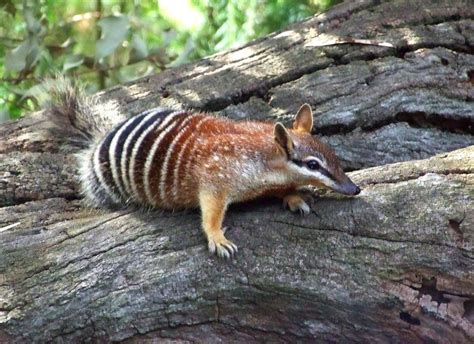 Numbat The Biggest Animals Kingdom