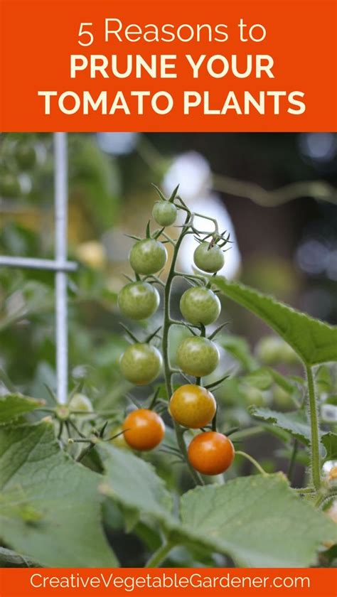 5 Reasons Why Its Important To Prune Your Tomato Plants