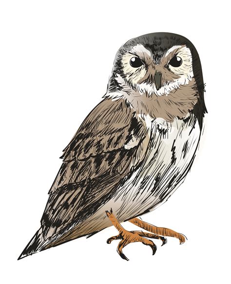 Illustration drawing style of owl - Download Free Vectors, Clipart ...