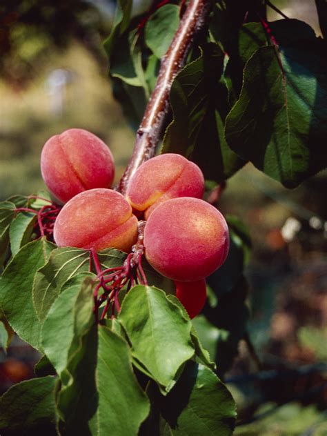 Apply dormant oil in late winter or early spring if there was intense pest pressure during the previous growing. Spray Program for Peach Trees | Home Guides | SF Gate
