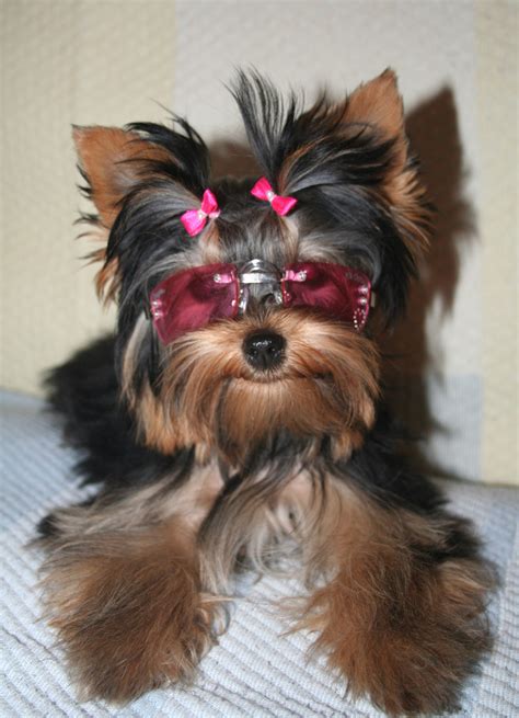 All List Of Different Dogs Breeds Yorkie Dogs Small Dog