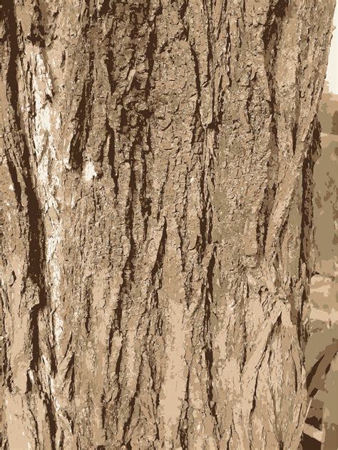 Tree Bark Clipart 20 Free Cliparts Download Images On