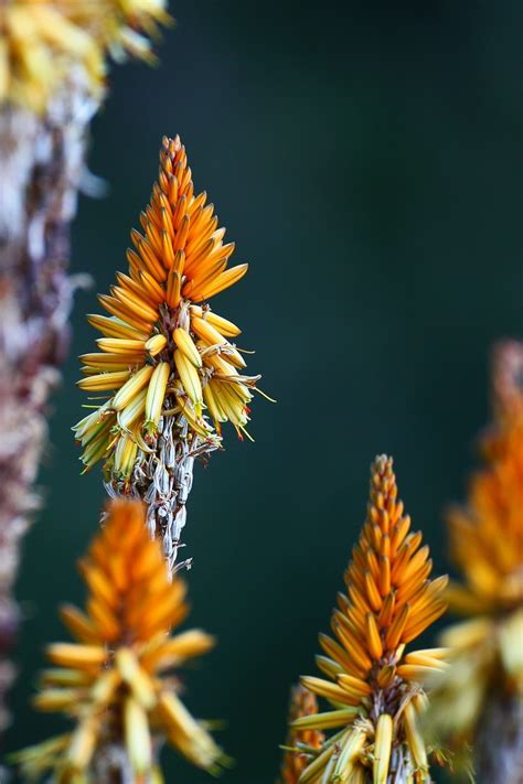 The blue and orange blooms resemble a tropical bird. South Africa's best plants
