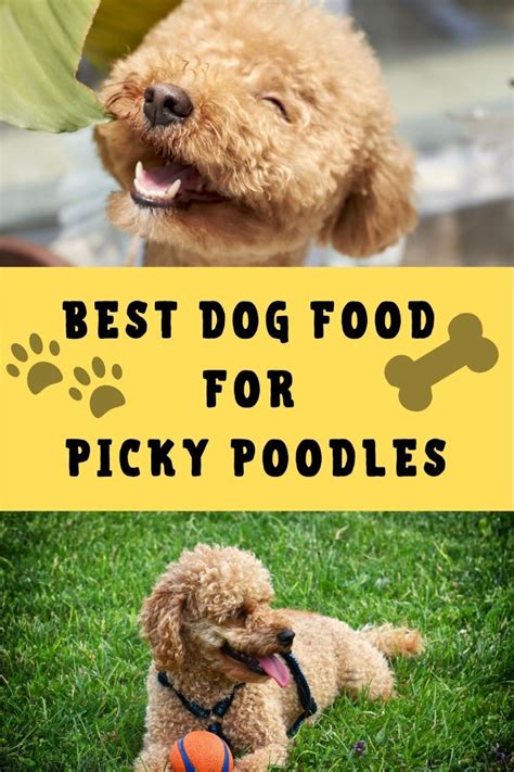 Best Dog Food For Picky Poodles Updated 2024
