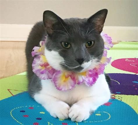 You may also rate the cat names that you like dislike most. 100+ Hawaiian Cat Names with Meanings - The Paws