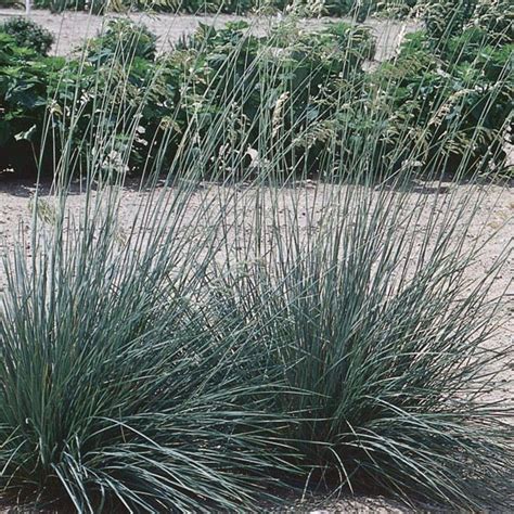 Blue Oat Grass Sapphire Helictotrichon Sempervirens My Garden Life