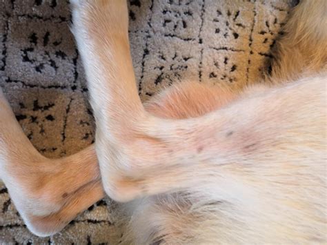 Dog Itching A Lot Pink Skin Hair Loss Mainly Around Face Arms Legs