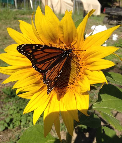 Sunflower And Monarch Butterfly Spaderunner