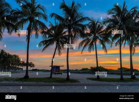 Palm Trees At Sunrise In Miami Beach Florida Stock Photo Alamy