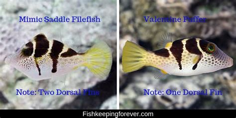 Filefish Puffer Saltwater Fishmarine Fishinvertebratescoralsmarine