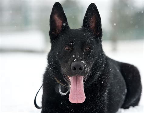 Black German Shepherds Dog Traits And Care Pethelpful