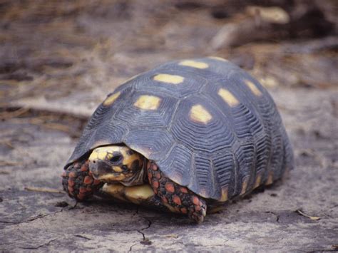 Red Footed Tortoise Facts And Pictures Reptile Fact