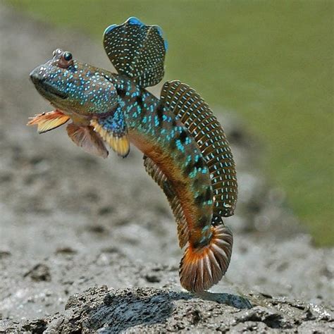 10 Fish That Can Walk Or Run On Land