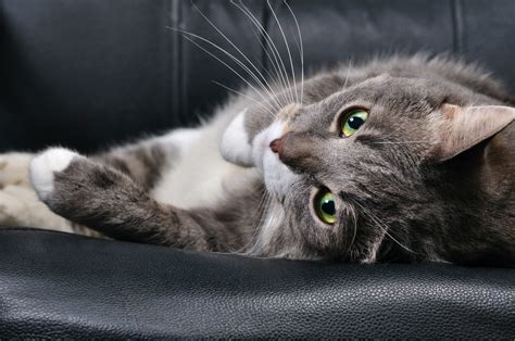 My 14 year old indoor cat is losing weight. Side Effects of Medications for Anxiety in Cats | petMD