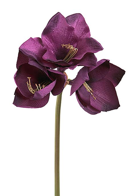 Purple Amaryllis Flower Stem Flowers