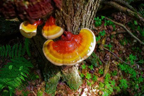 Benefits Of Reishi Mushrooms — Innoculated