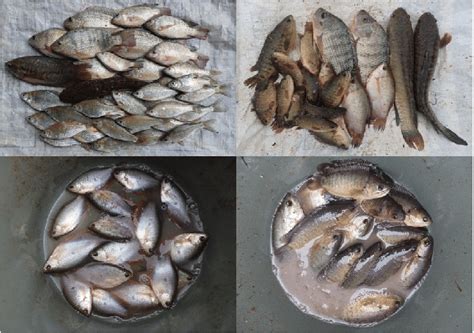 Common Fish Species In The Rice Field Both Including Native And