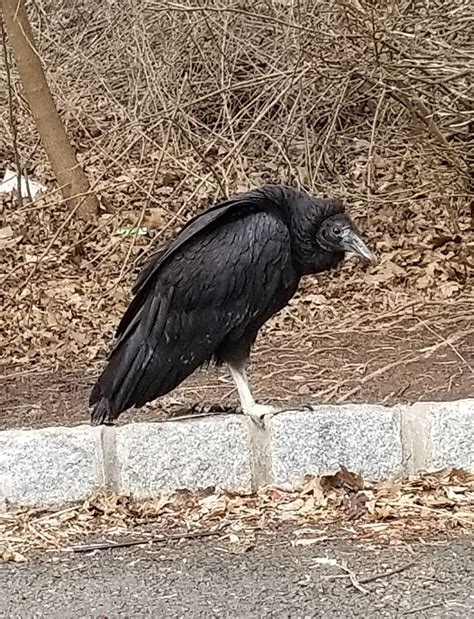 Creepy Bird In A Nj Parking Lot Whatsthisbird