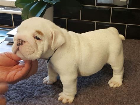 27 Olde English Bulldog Puppies For Sale In Ga Image Bleumoonproductions