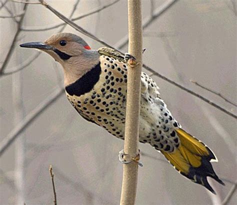 See more of flicker on facebook. Adventures with KB: My New Hobby: Birding