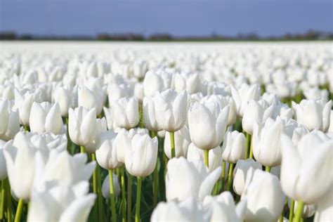 Field With White Tulips Stock Image Image Of Alkmaar 31933837