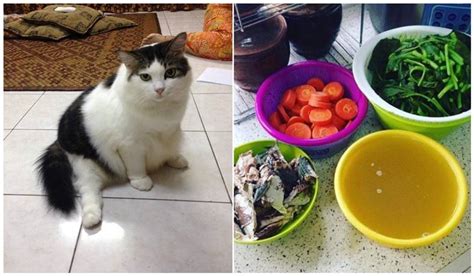 Anak kucing memerlukan makanan yang berbeda dengan kucing dewasa. Resipi Makanan Kucing Guna 4 Bahan Untuk Lebatkan Bulu Dan ...