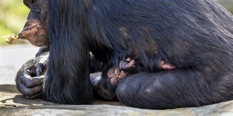 Miracle Chimpanzee Baby Born At Taronga Zoo North Shore
