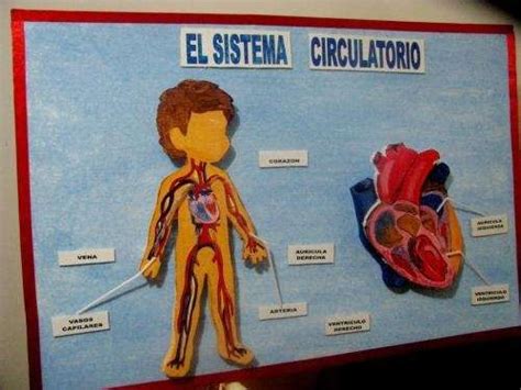 Sistema Circulatorio Maqueta Cuerpo Humano Sistema Circulatorio