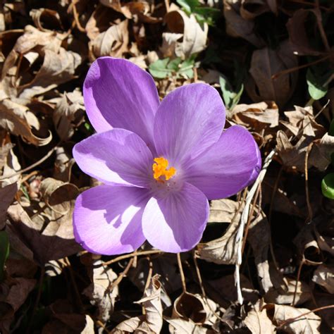 Purple Crocus Flower Picture | Free Photograph | Photos ...