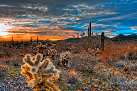 Cholla Cactus Sunrise In The Arizona Desert Atek Engineering