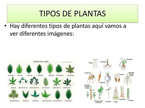 Clases De Plantas