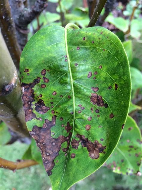 Check spelling or type a new query. Pear Leaf Blight And Fruit Spot - Learn How To Treat Pear ...