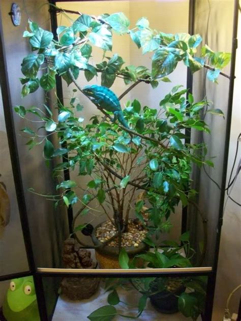panther chameleon facts habitat diet life cycle baby pictures chameleon cage chameleon