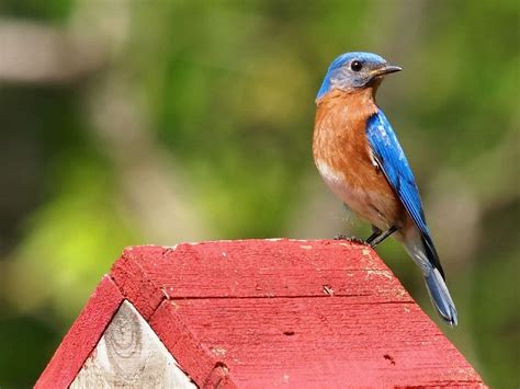 Hd Wallpaper Blue And Brown Bird On Red And White Wooden Birds House