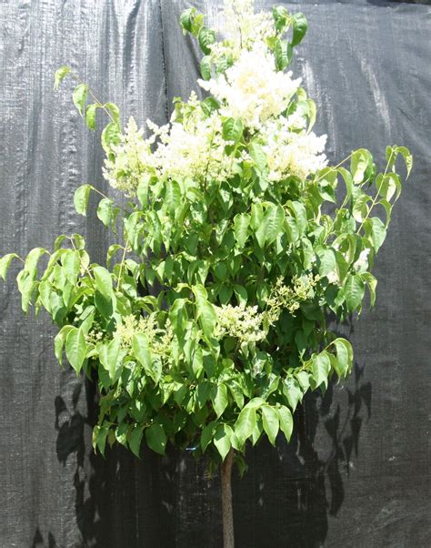 Ivory Silk Japanese Lilac Tree Spring Pre Order 2024
