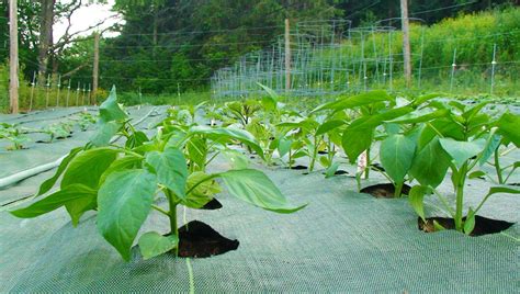 Home » lawn tips » weed barrier fabric or weed barrier cloth? Weed Barrier Fabric Features | Garden Mats
