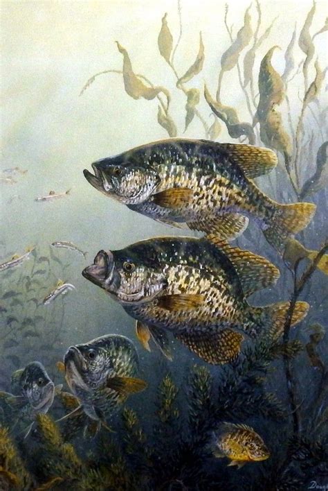 Terry Doughty Black Crappies Fish Art Crappie Fishing Fish Painting