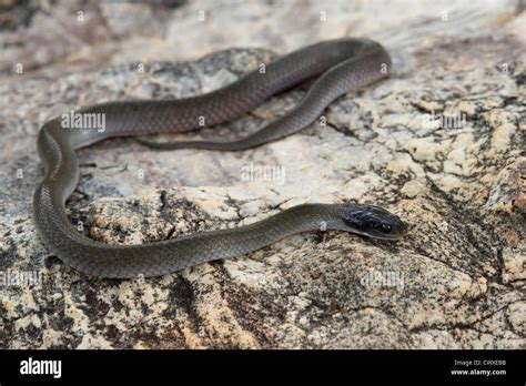 Herald Snake Hi Res Stock Photography And Images Alamy
