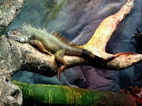 Green Iguana Sleeping On A Branch Free Stock Photo Public Domain Pictures