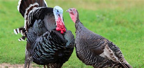 turkeys and turkey farming what you need to know proveg