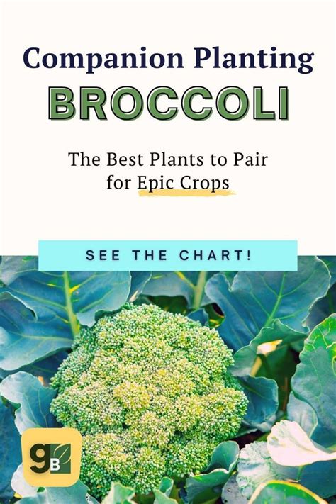 Broccoli Companion Plants Companion Planting Companion Planting