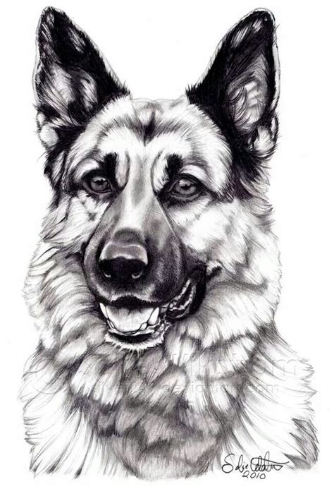 Gsd Drawing Animal Sketches Animal Drawings Pencil Drawings Dog