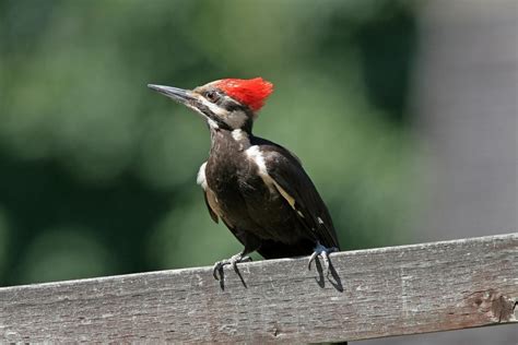 All About The 8 Types Of Woodpeckers In Michigan Id Guide And Pictures