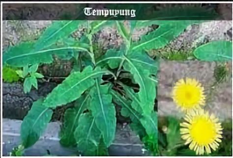 tempuyung sebagai tanaman liar yang bermanfaat untuk pengobatan alternatif hidup sehat com