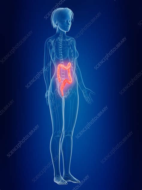 Illustration Of A Womans Painful Colon Stock Image F0235636