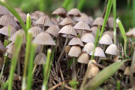 Hopkins Researchers Recommend Reclassifying Psilocybin The Drug In