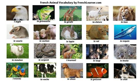 French Animal Vocabulary Learn French Fast Food Animals Learn French