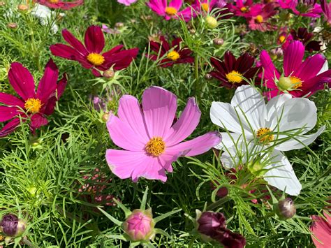 Cosmos Seeds Sensation Mix 350 Flower Seeds Open Pollinated Non