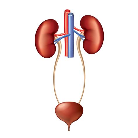 Human Body Urinary System Review