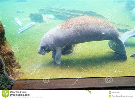 Manatee Is Swimming Stock Photo Image Of Marine Herbivorous 101483254